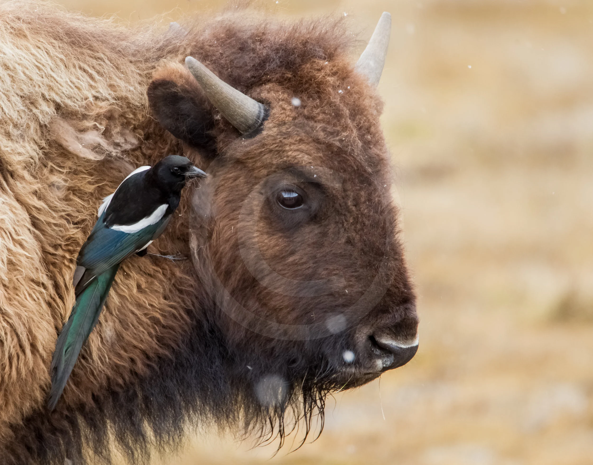 American Bison and Black-billed Magpie