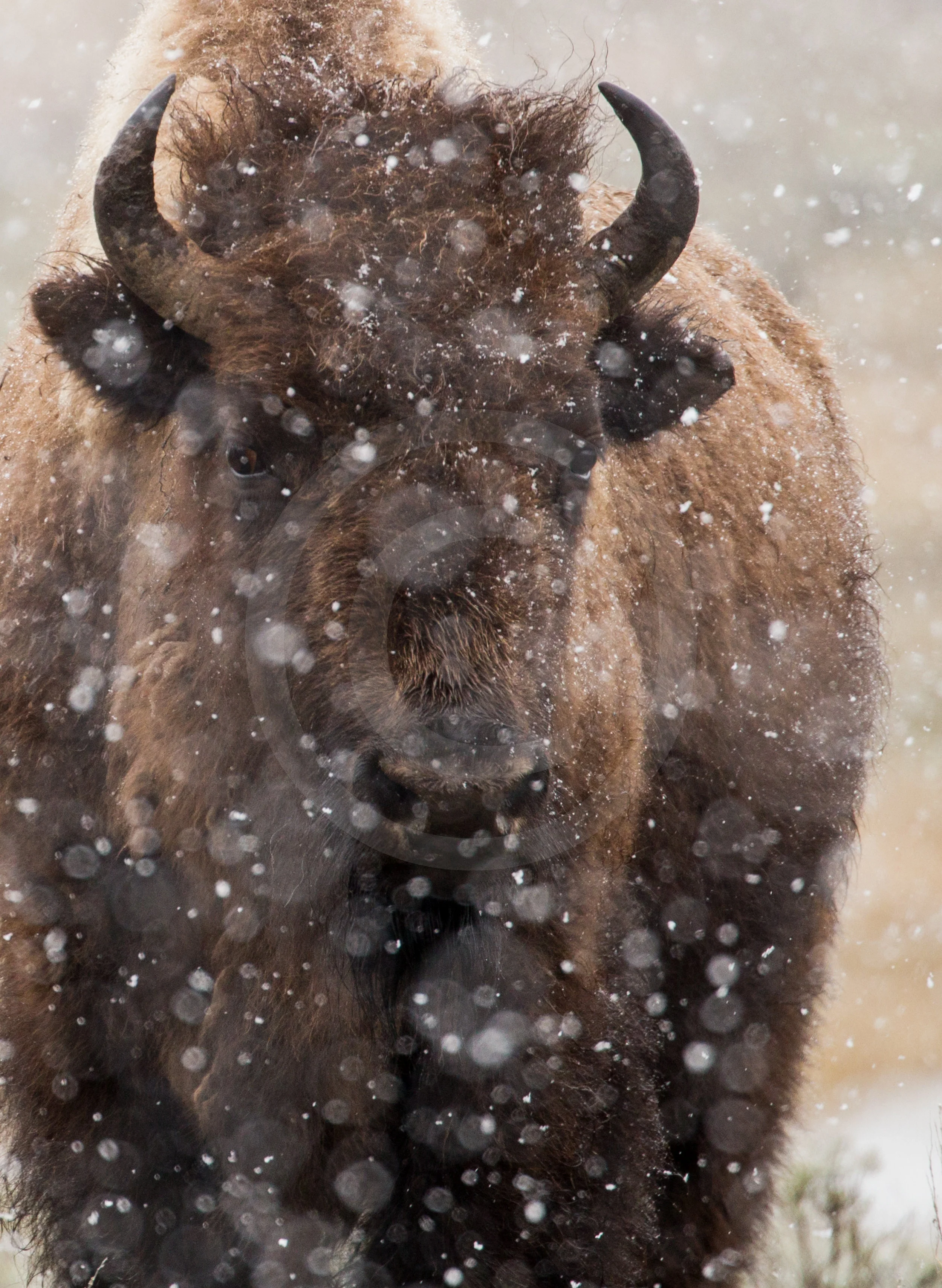 American Bison