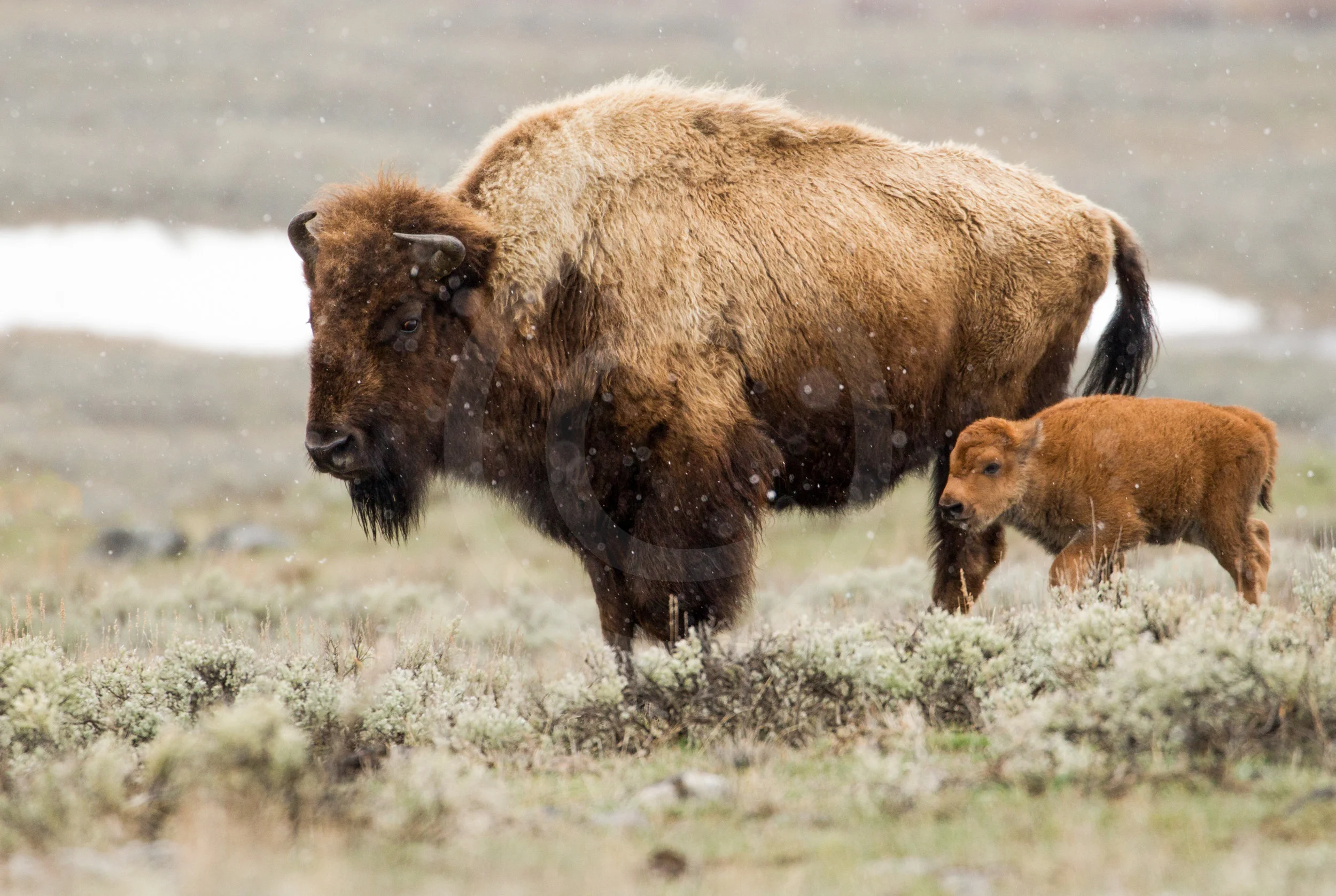American Bison and Calf