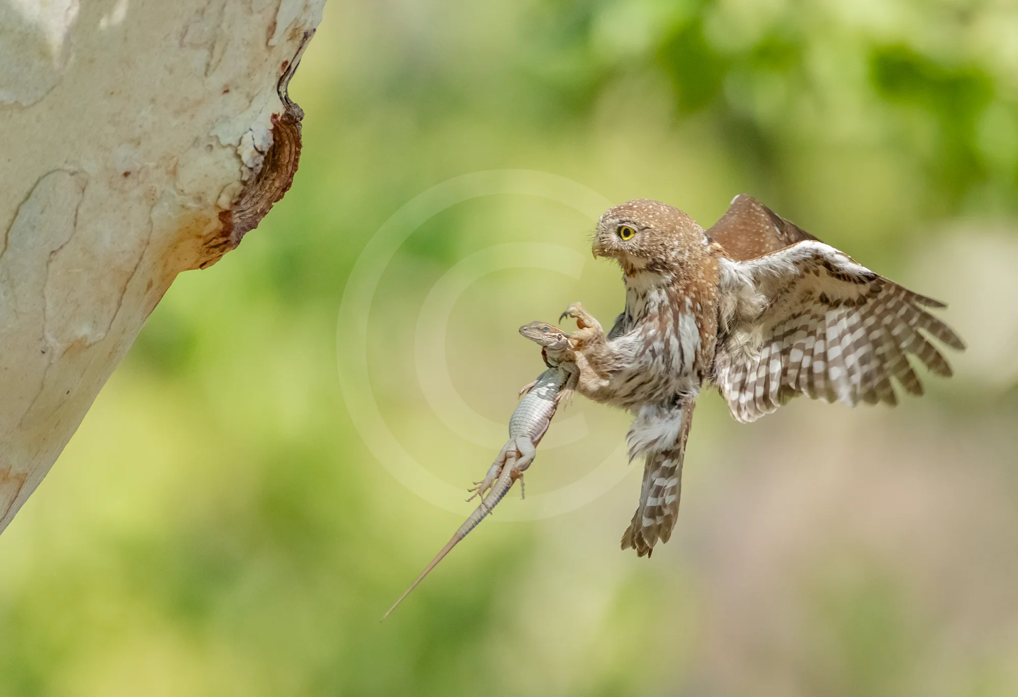 Northern Pygmy Owl