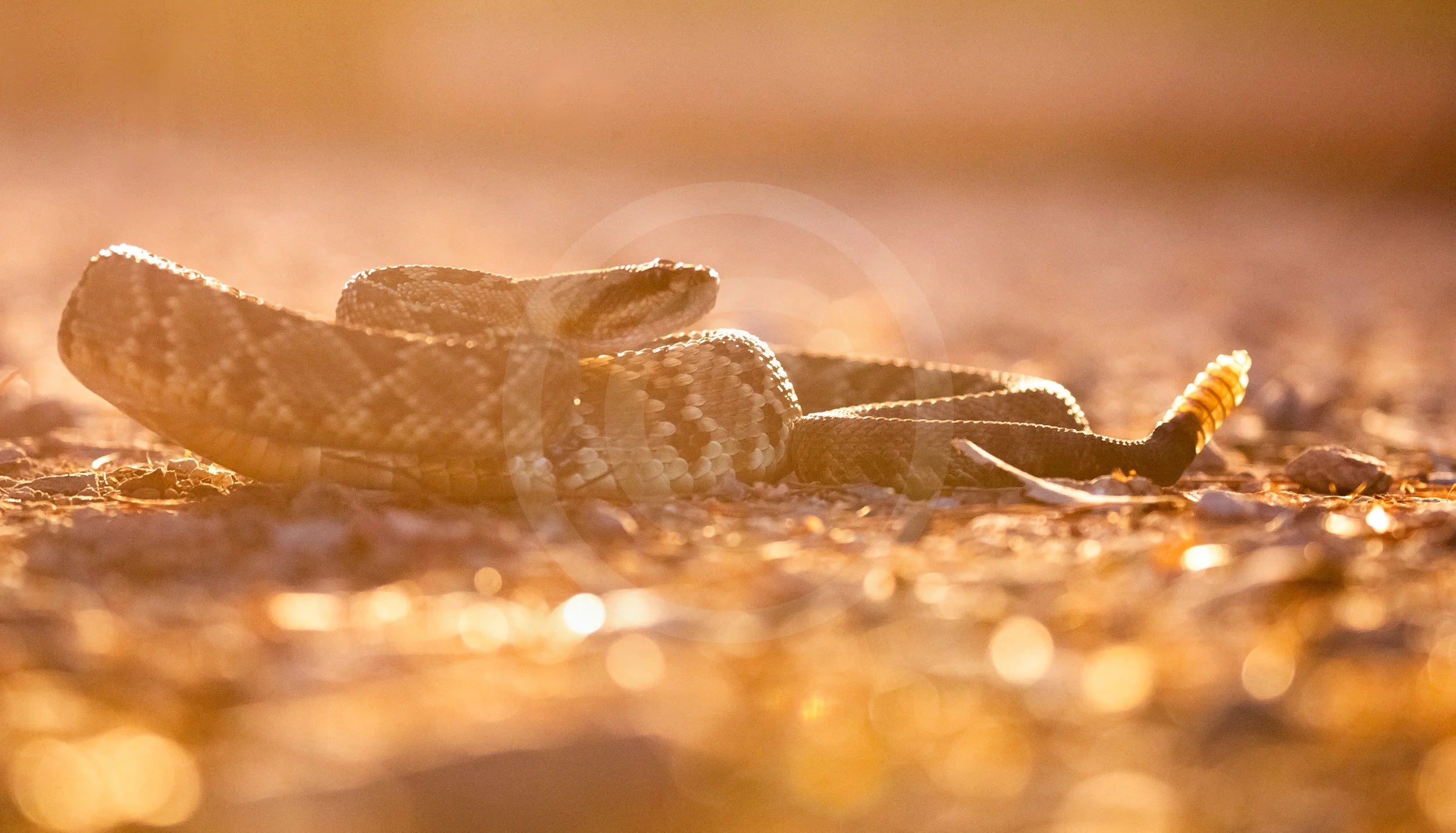 Black-tailed Rattlesnake