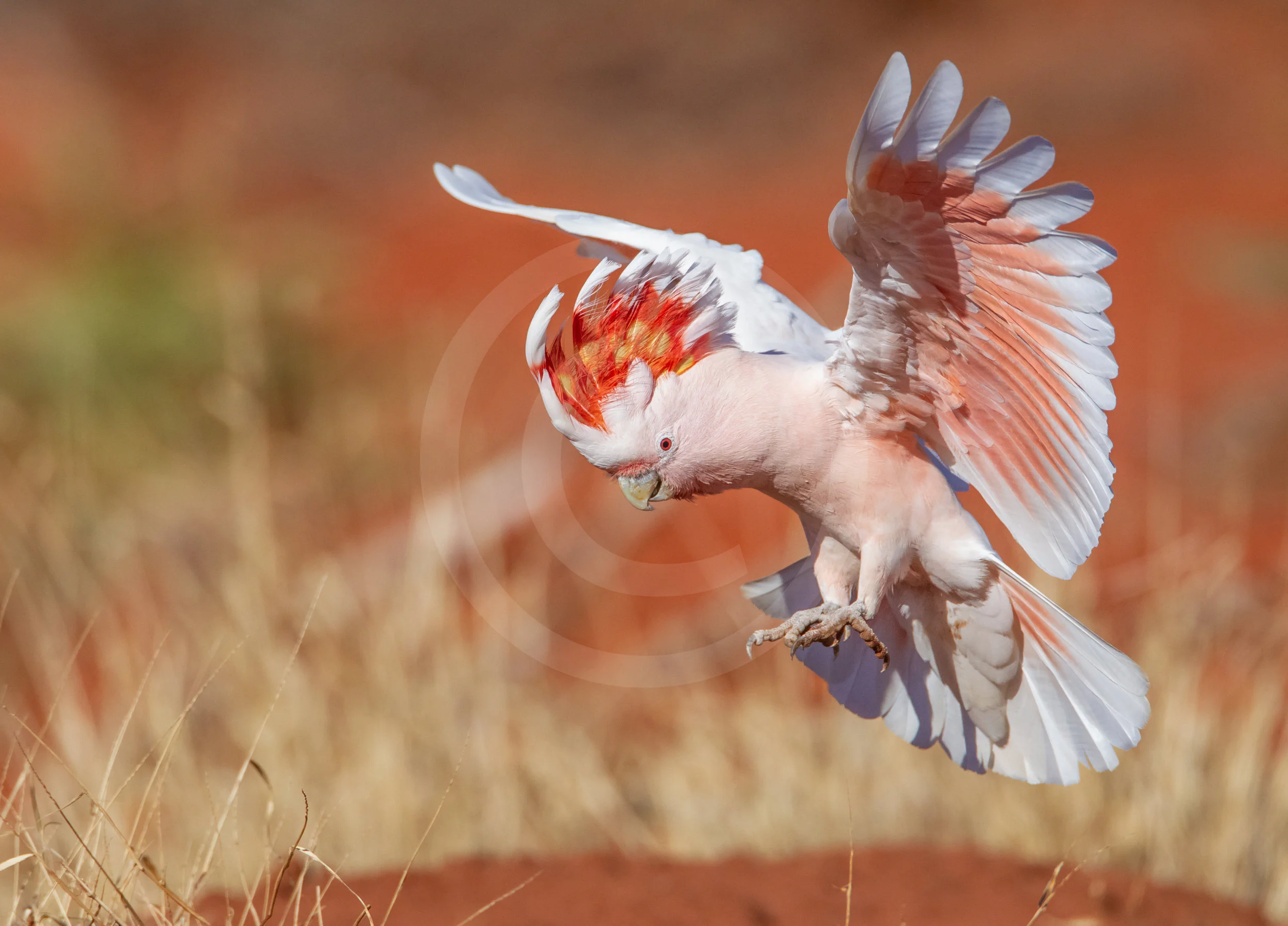 Pink (Major Mitchell's) Cockatoo
