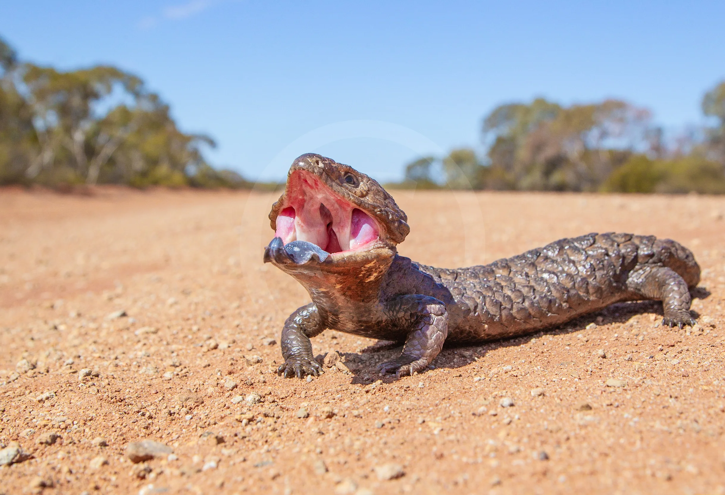 Shingle-backed Skink