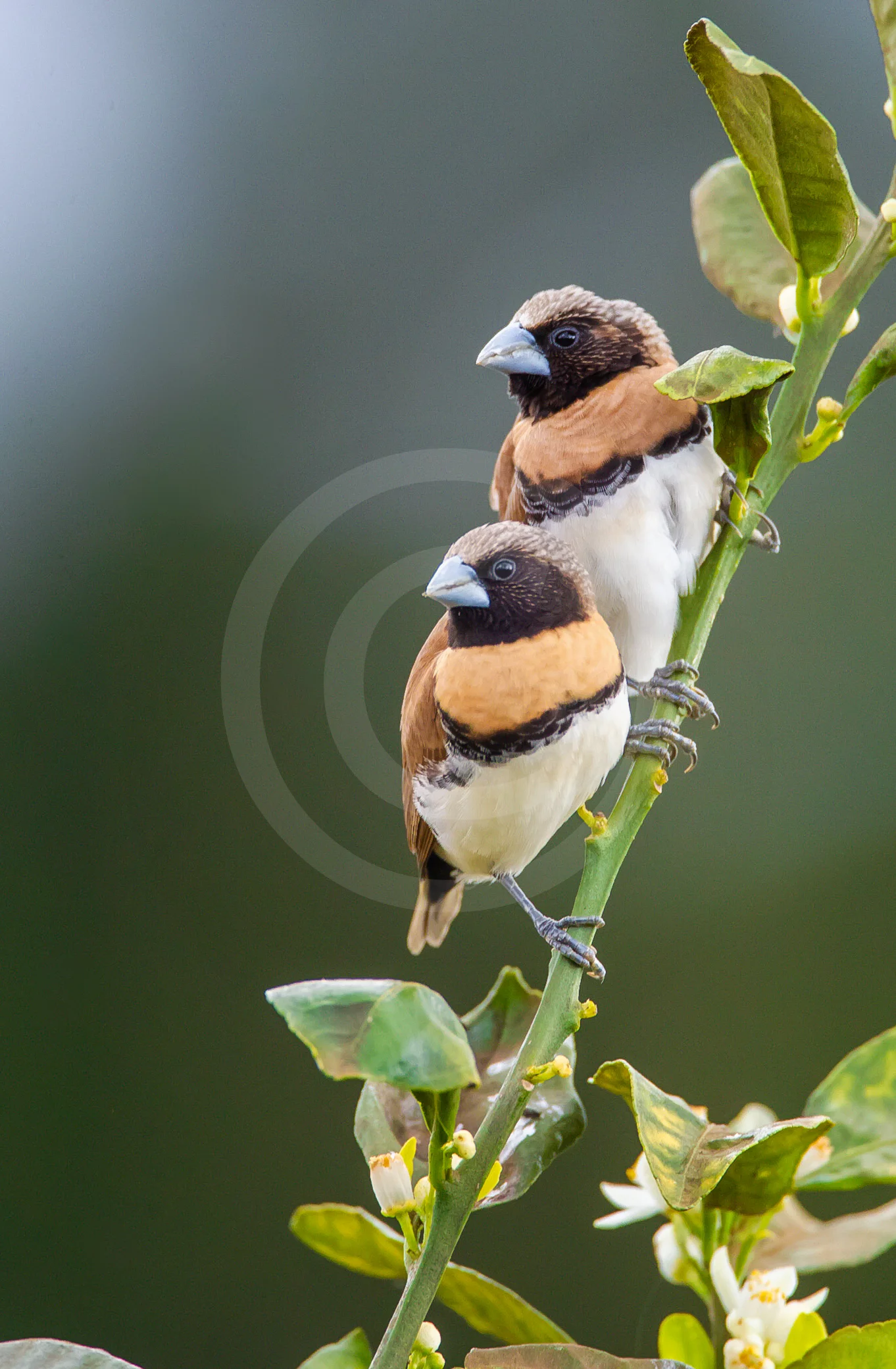 Chestnut-breasted Manakin