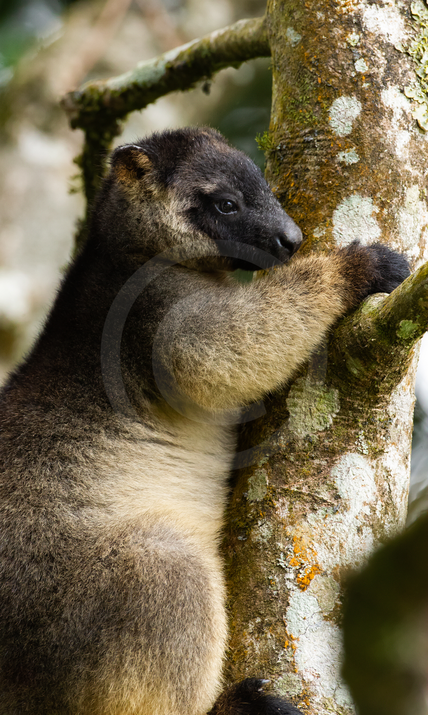 Lumholt'z Tree Kangaroo