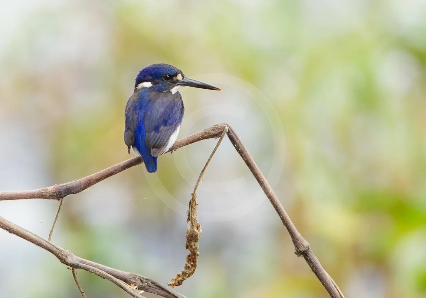 Little Kingfisher