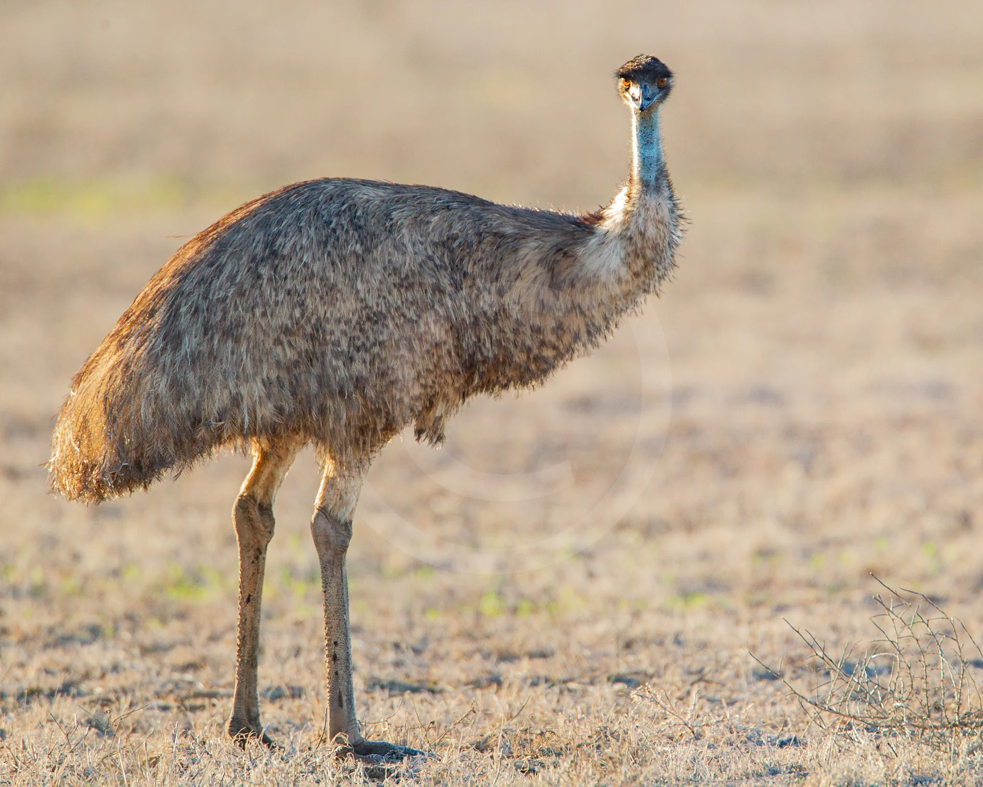 Emu