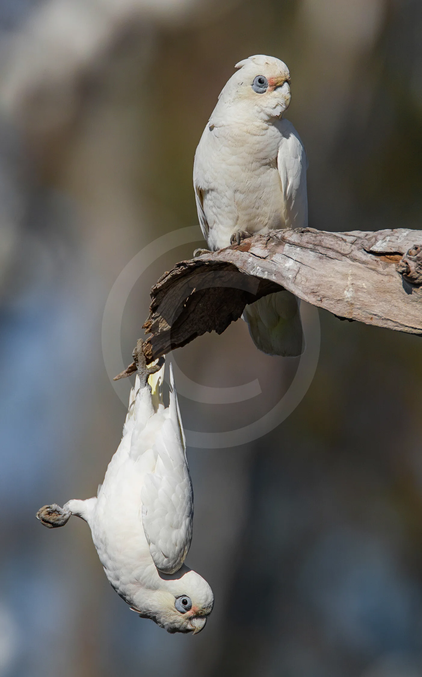 Little Corella