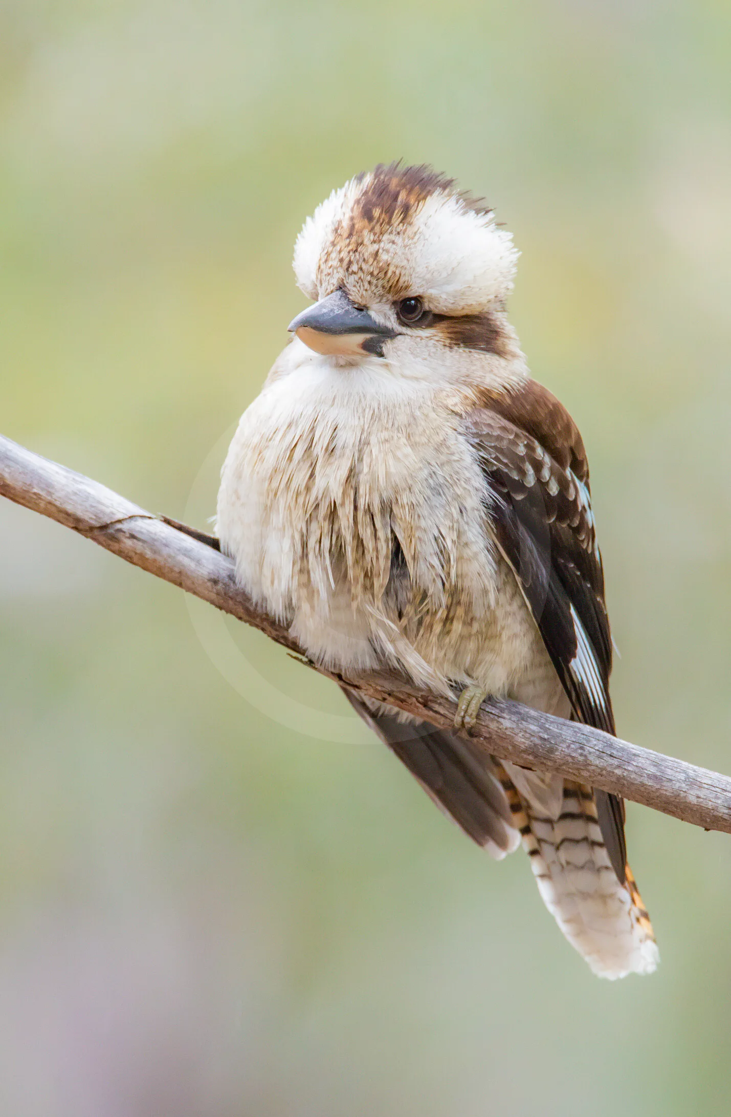 Laughing Kookaburra