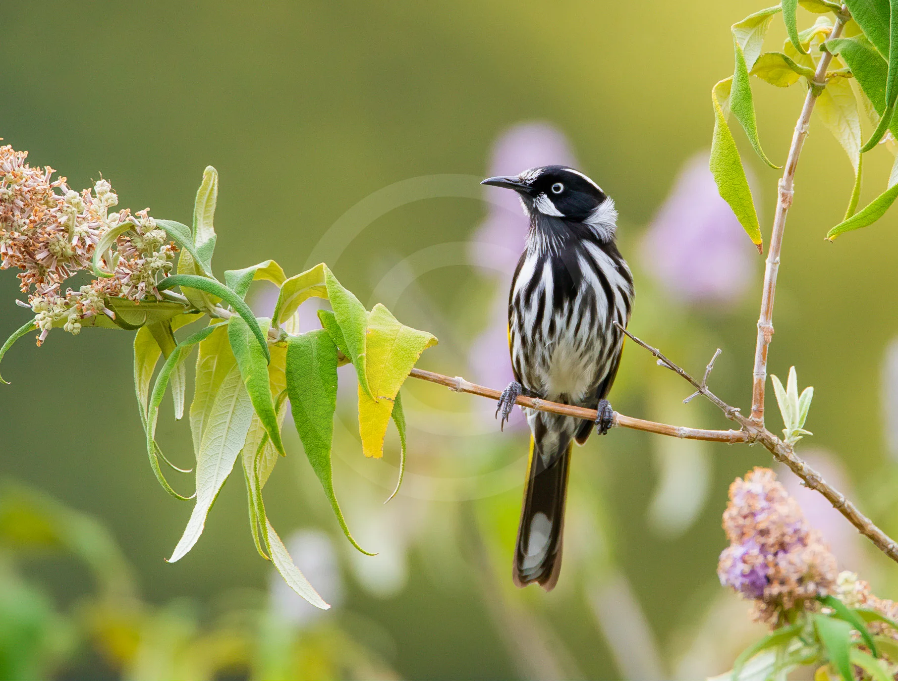 New Holland Honeyeater