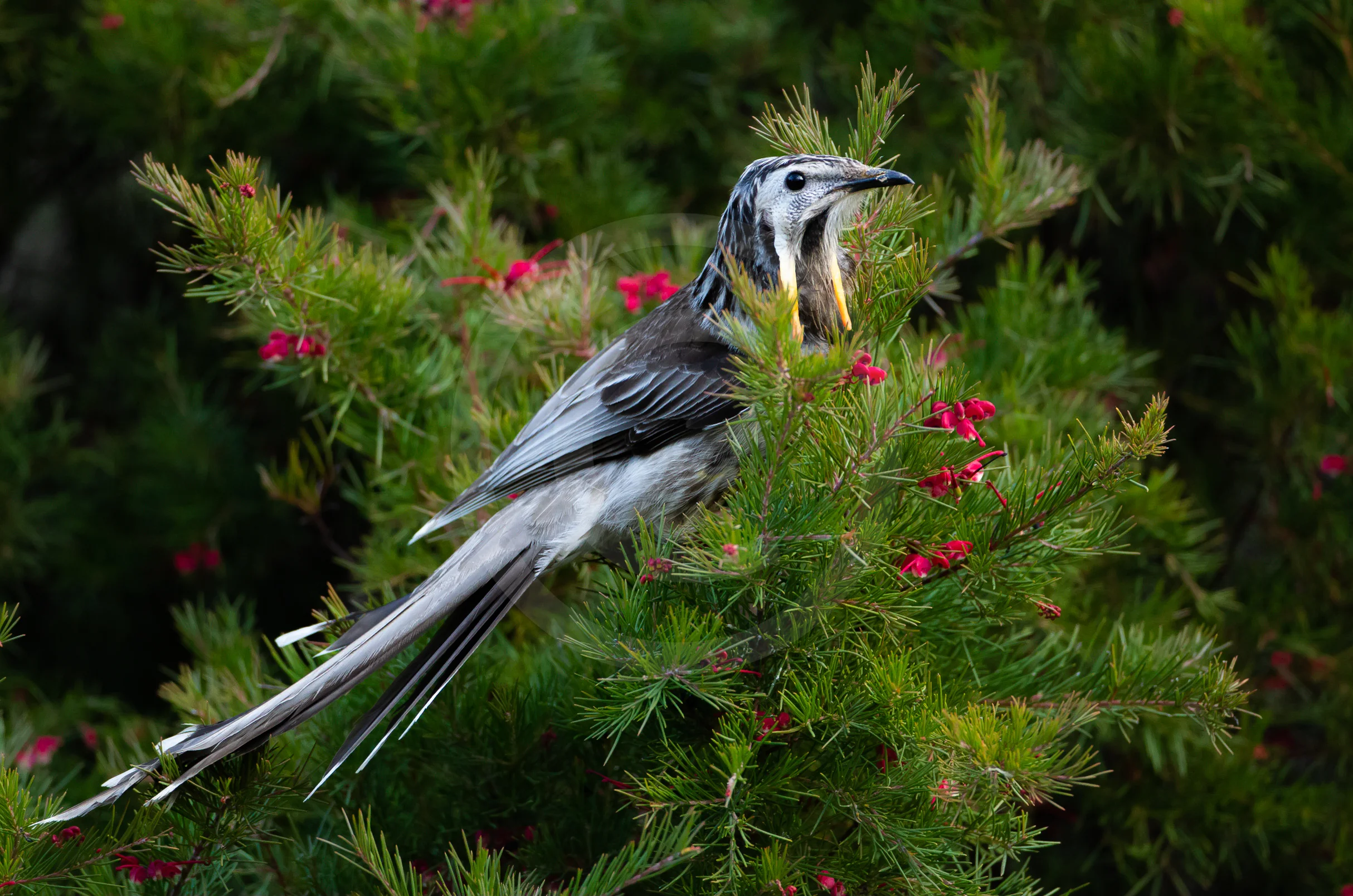 Yellow Wattlebird
