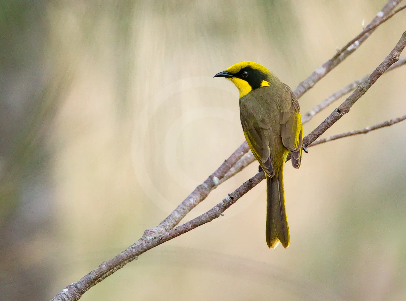 Yellow-tufted Honeyeater