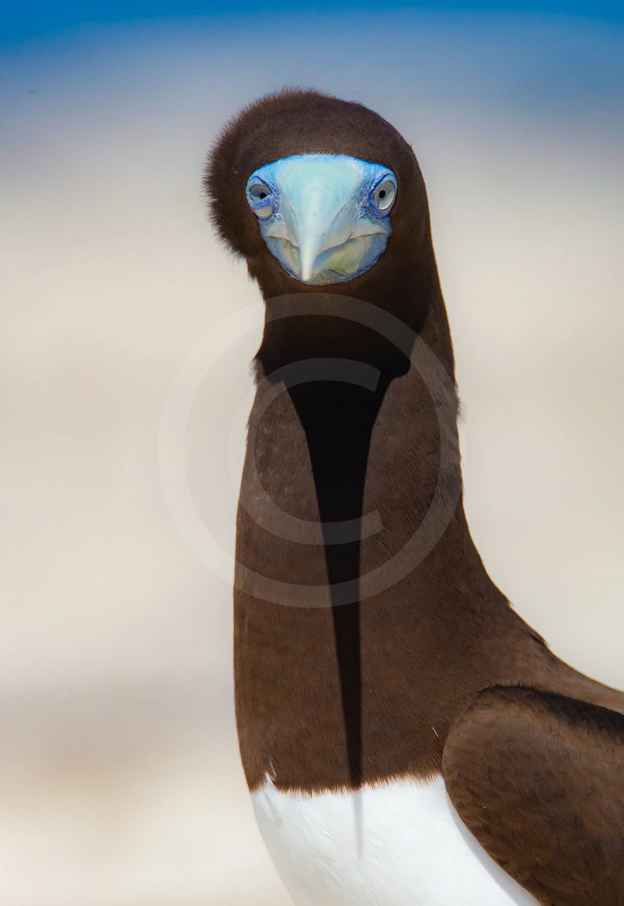 Brown Booby