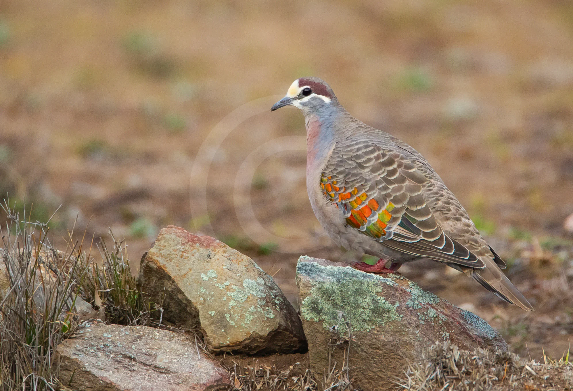Common Bronzewing