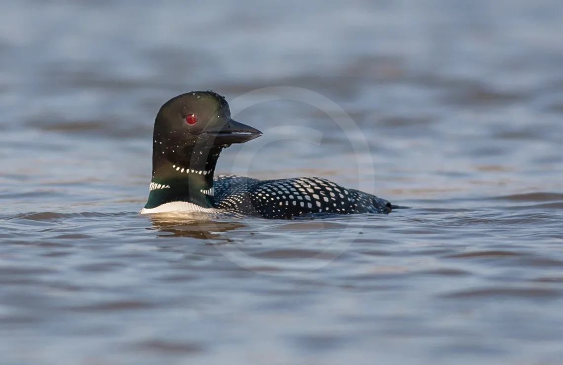 Common Loon (Breeding)