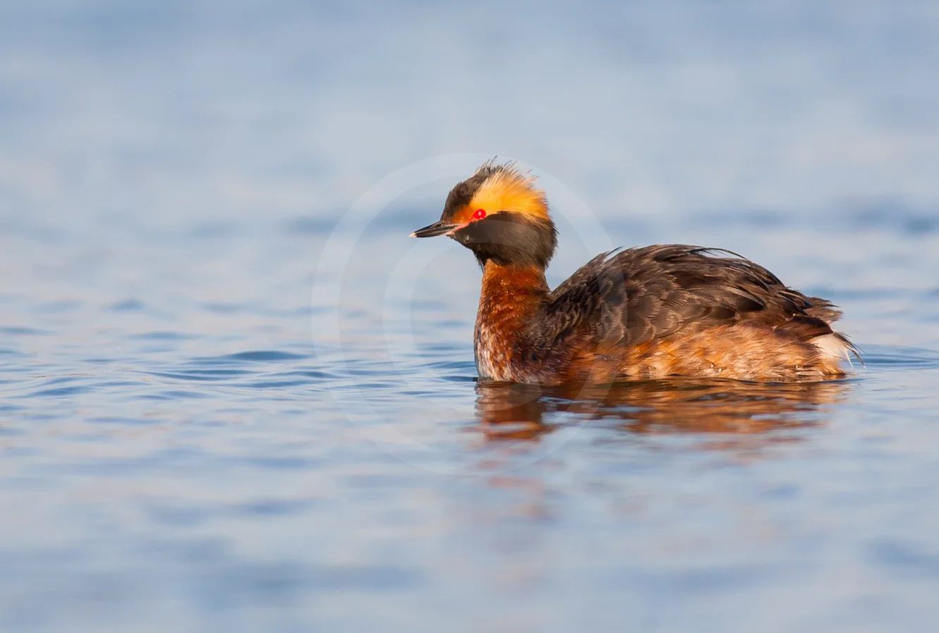 Horned Grebe (Breeding)