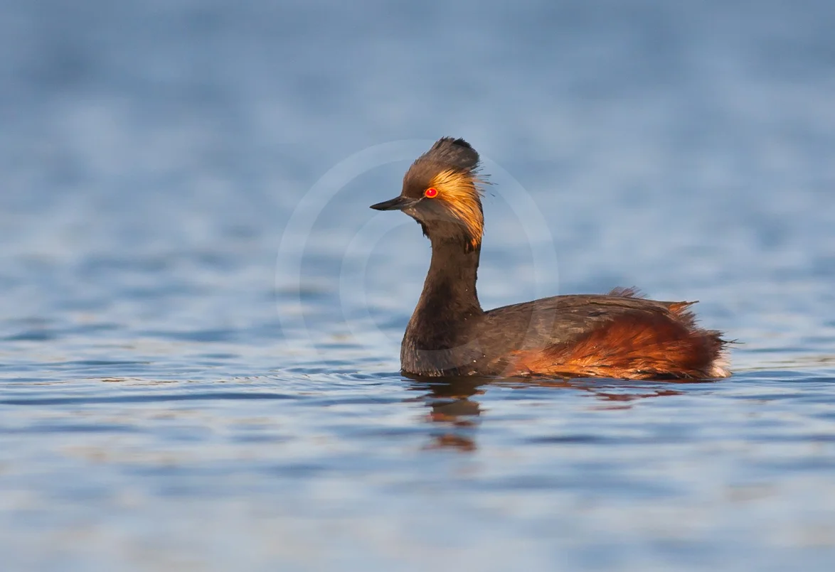 Eared Grebe (Breeding)