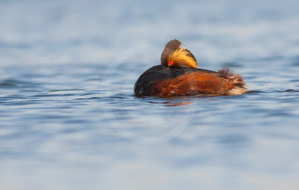 Eared Grebe (Breeding)