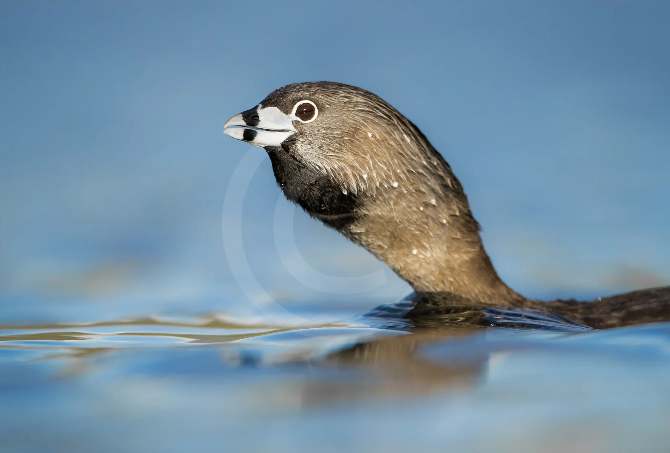 Pied-billed Grebe