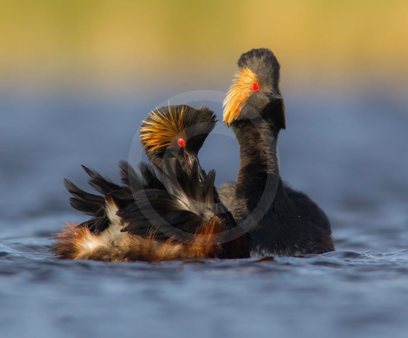 Eared Grebe (Breeding)