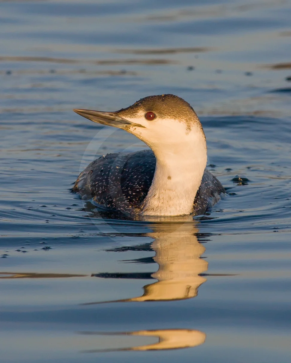 Red-throated Loon (Winter)