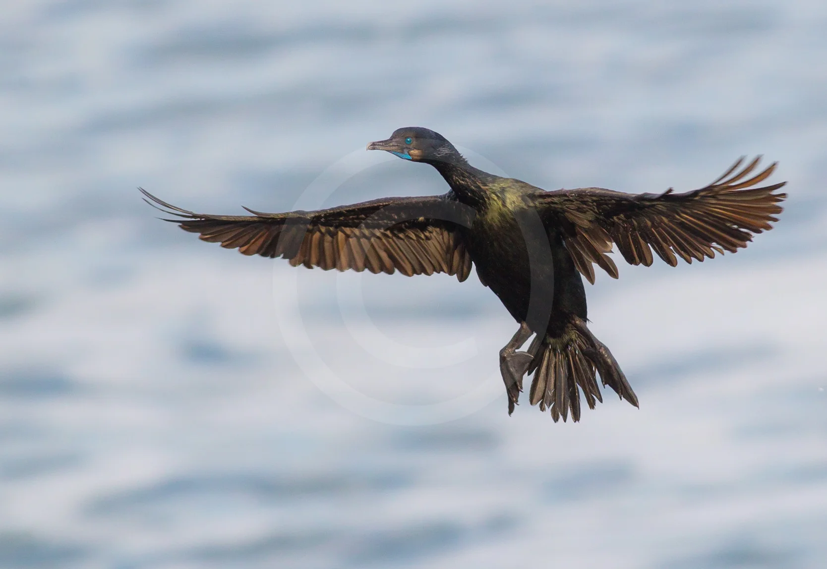 Brandt's Cormorant (Breeding)