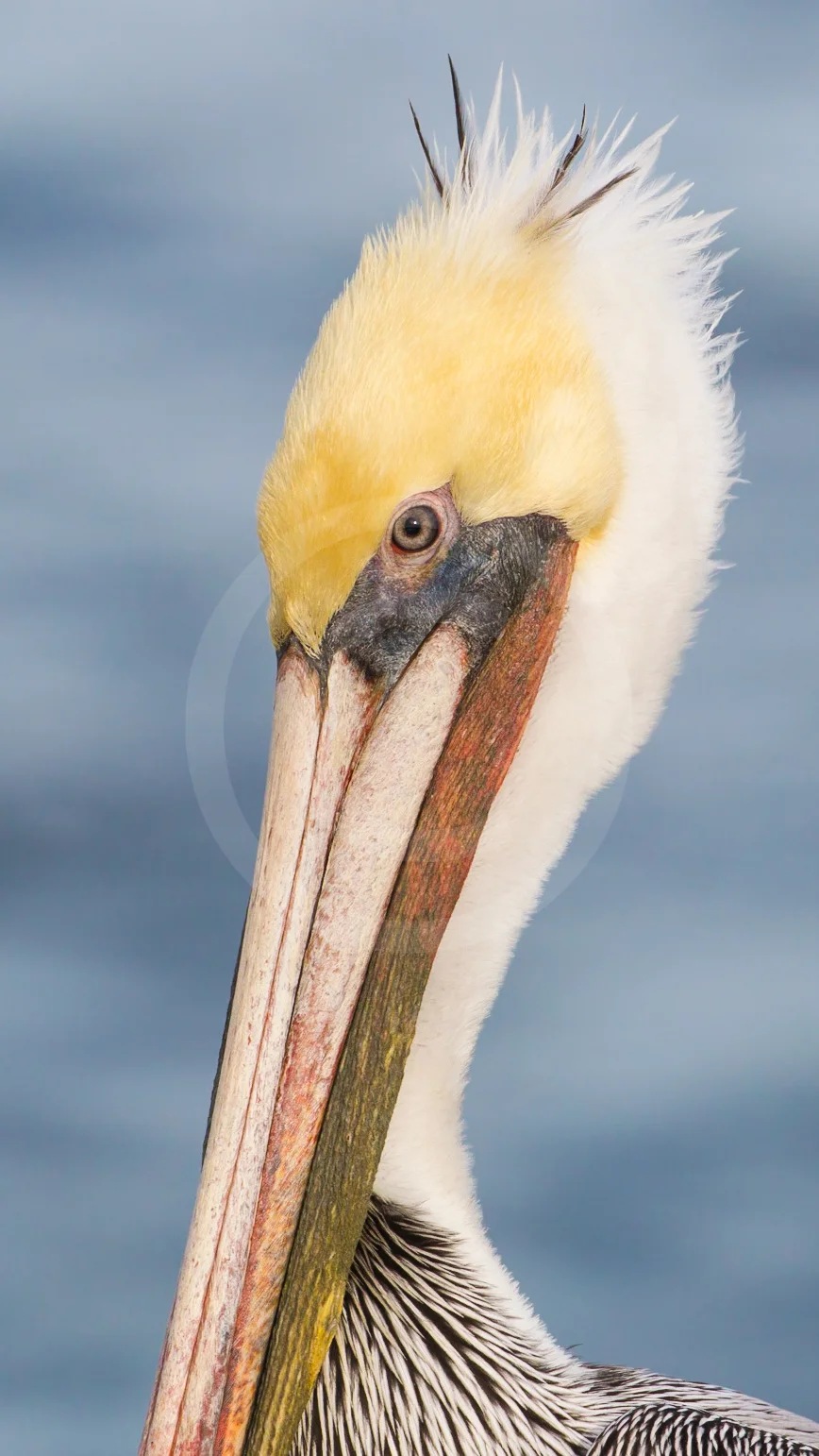 Brown Pelican