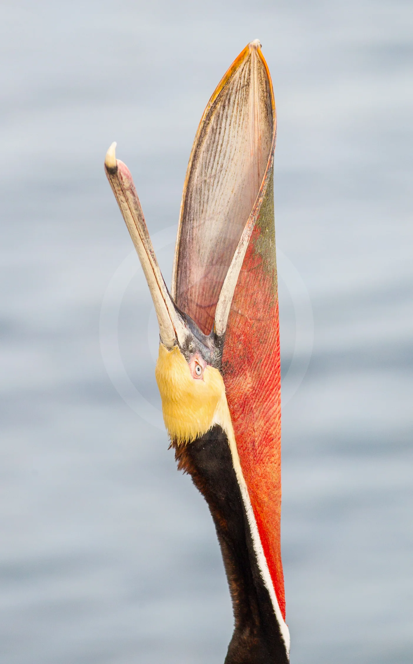 Brown Pelican (Breeding)