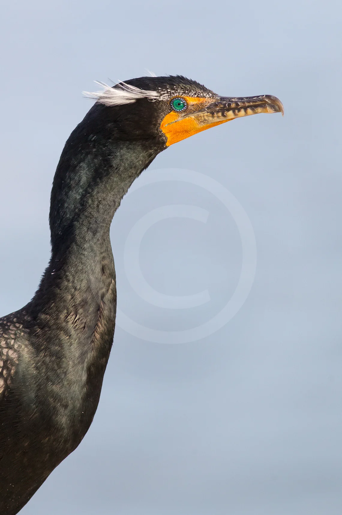Double-crested Cormorant (Breeding)