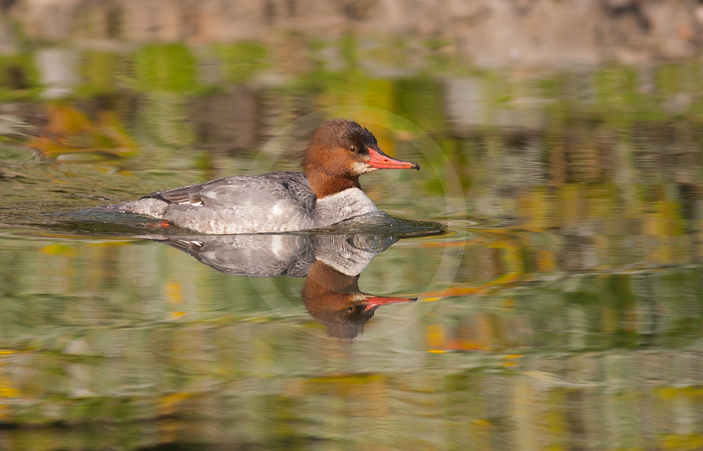 Common Merganser