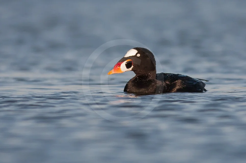 Surf Scoter