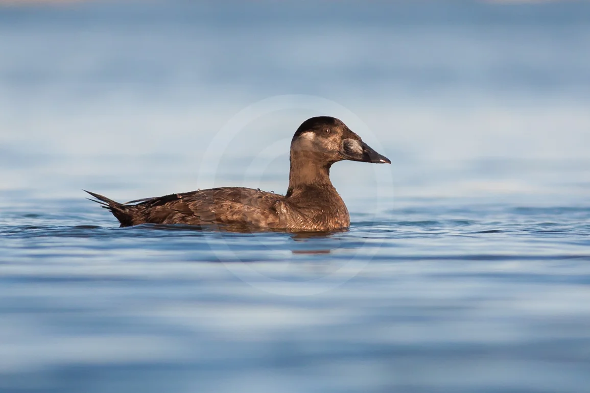 Surf Scoter