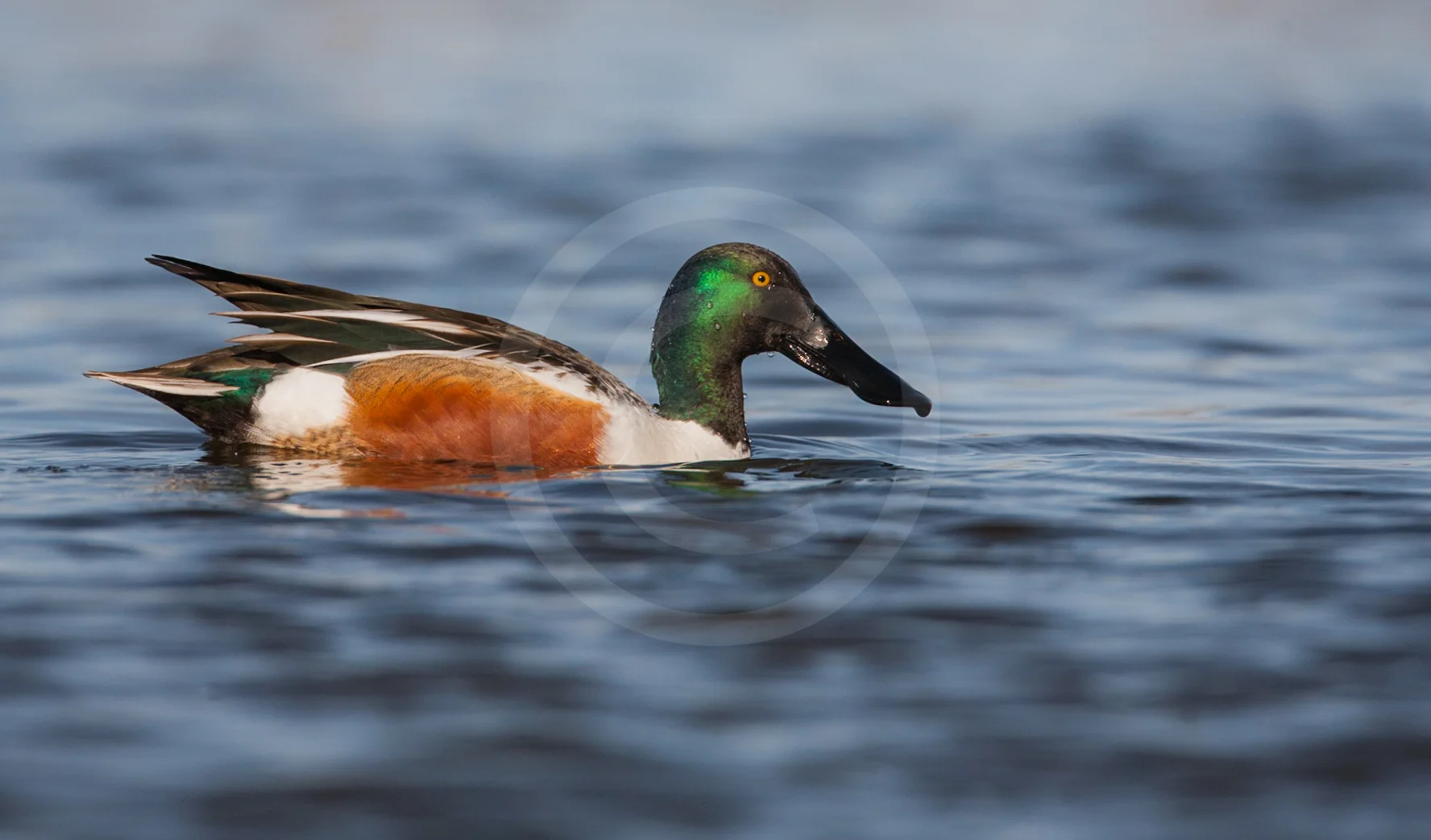 Northern Shoveler