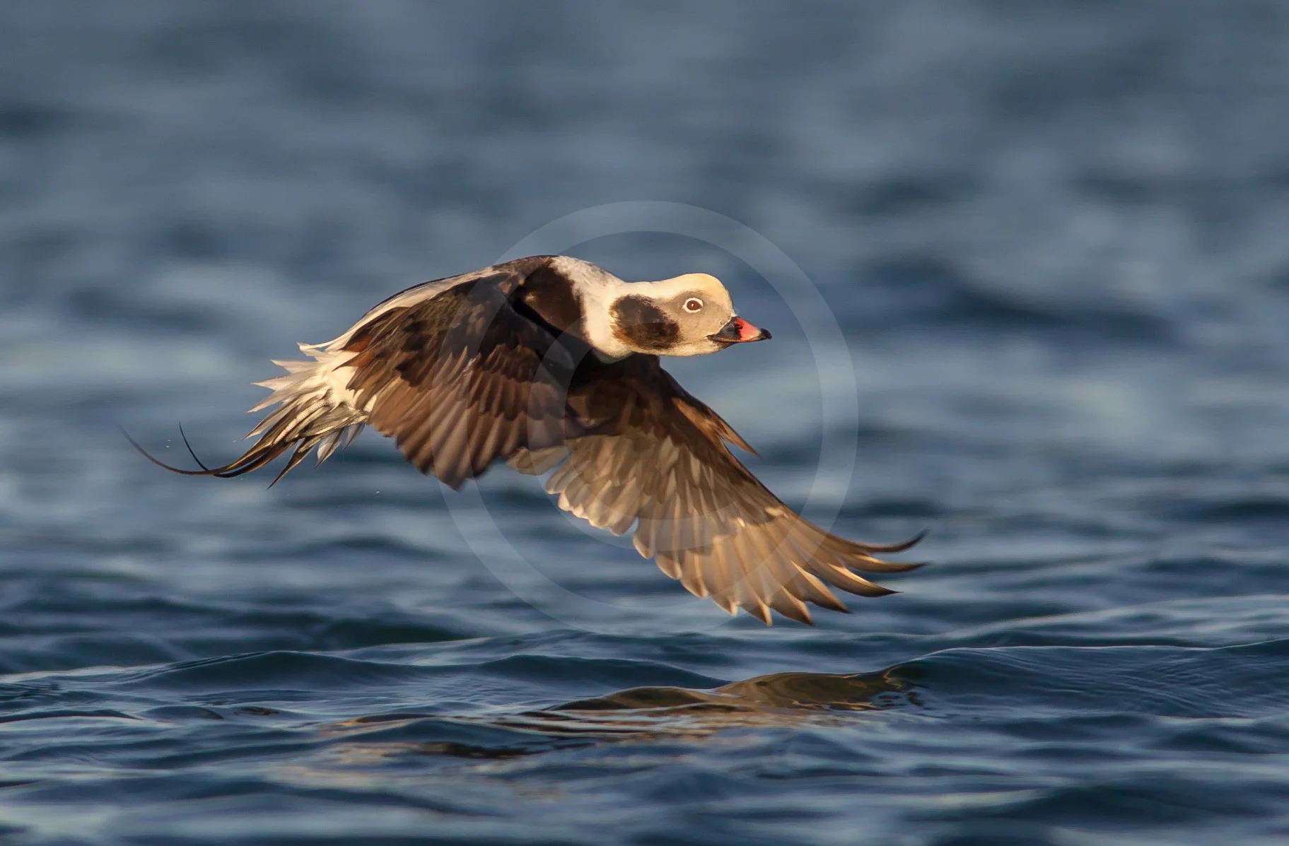 Long-tailed Duck
