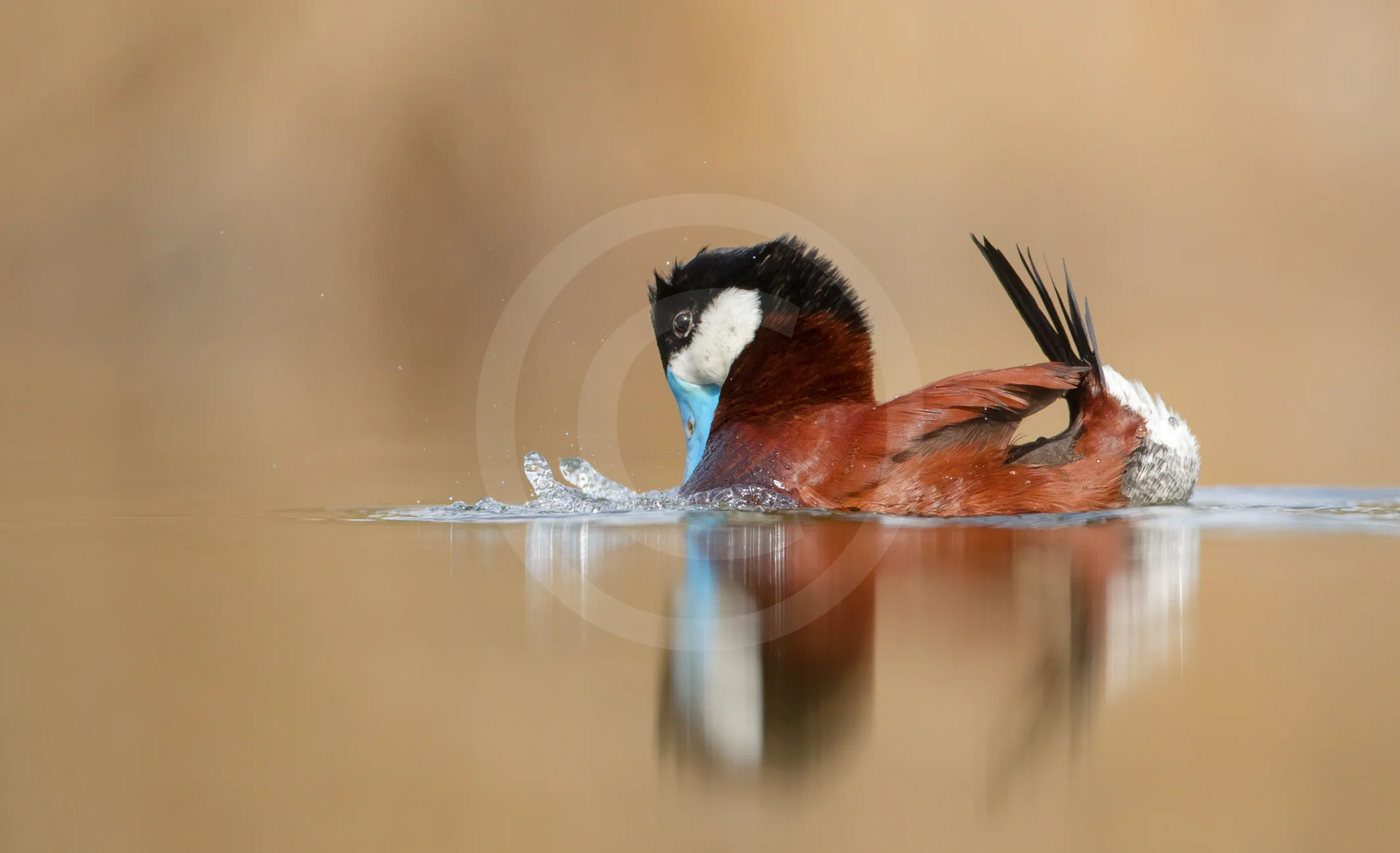Ruddy Duck