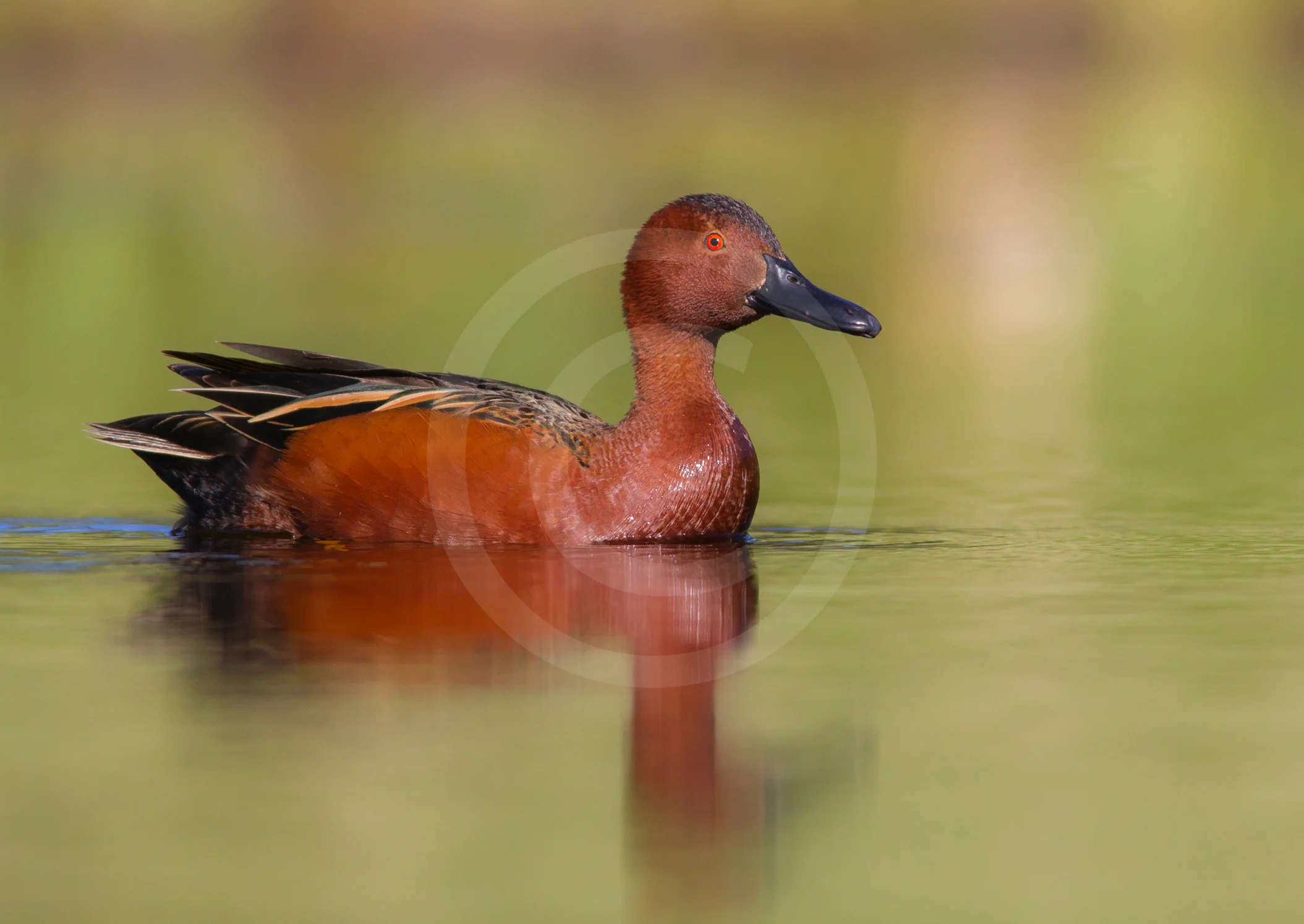 Cinnamon Teal