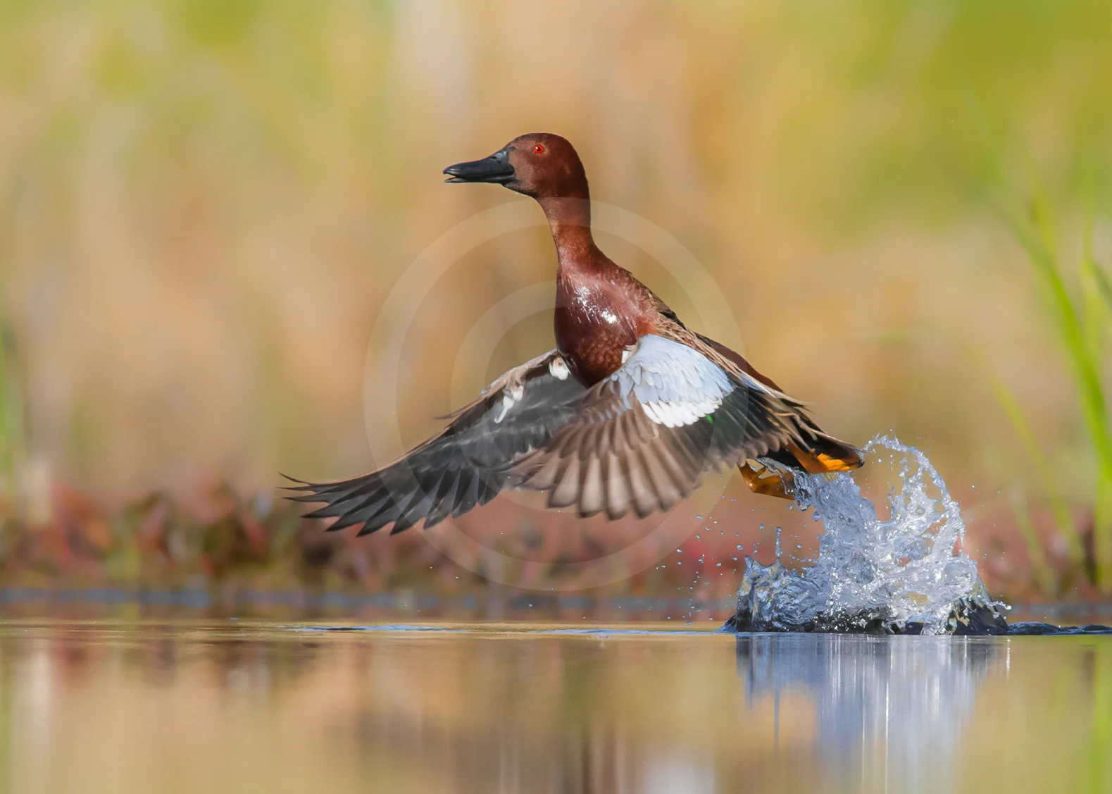 Cinnamon Teal