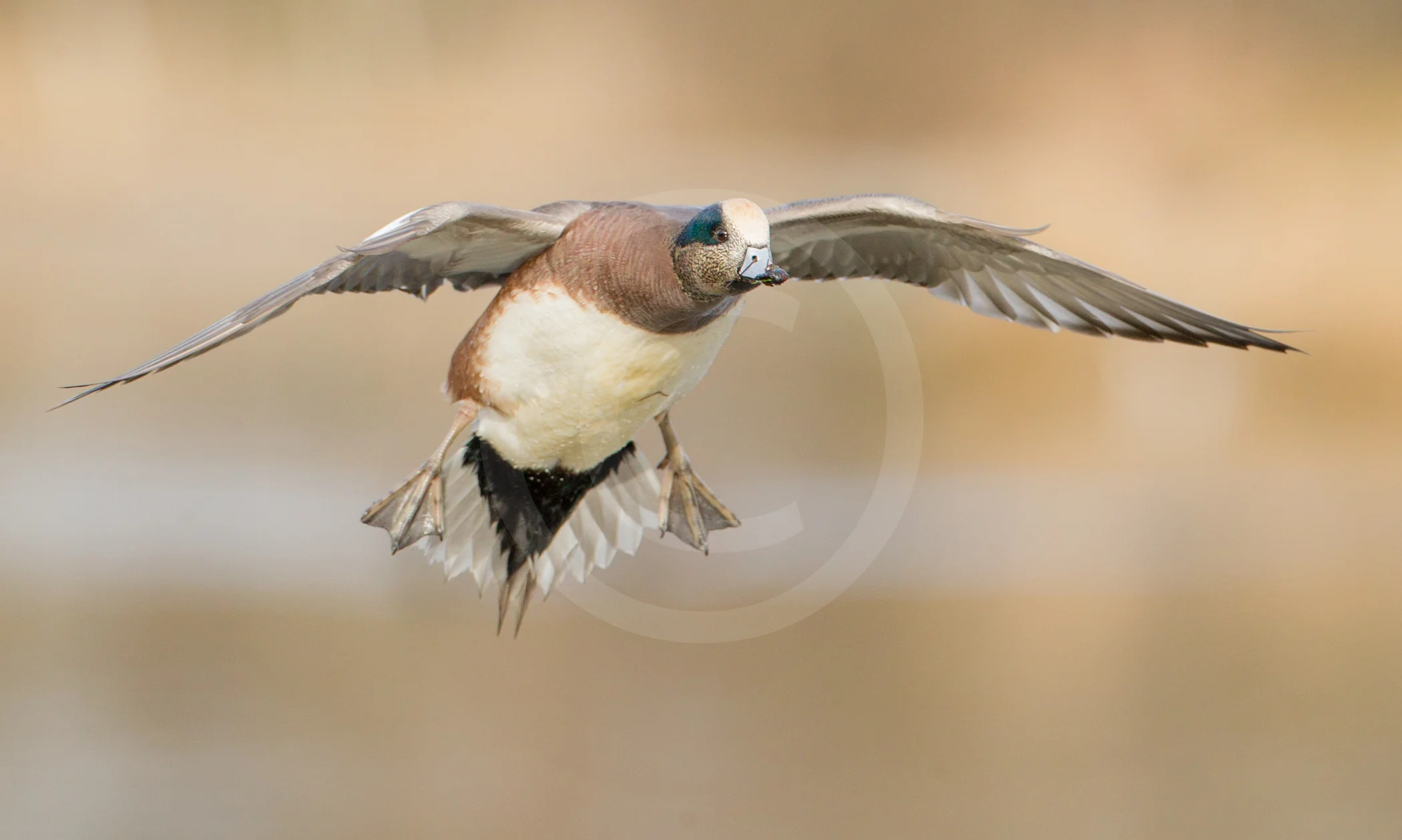 American Wigeon