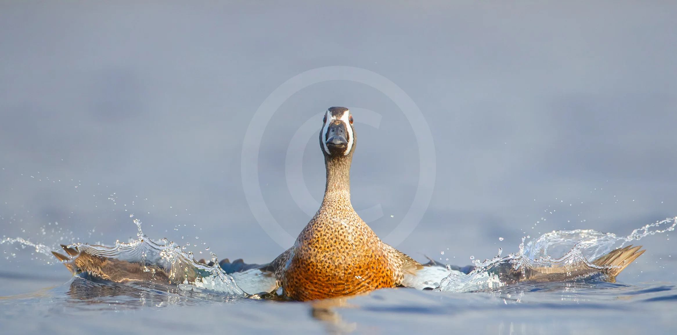 Blue-winged Teal