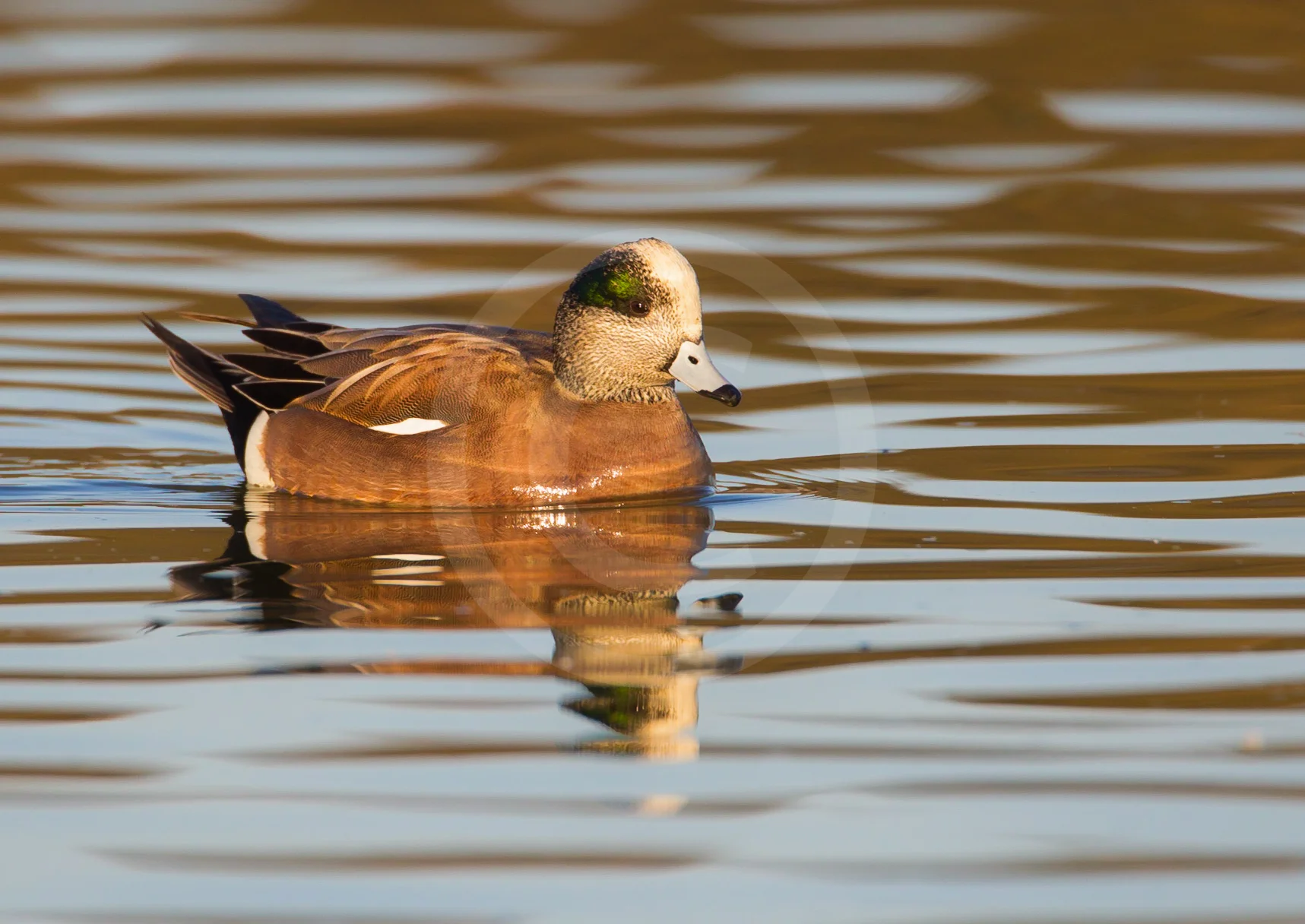 American Wigeon