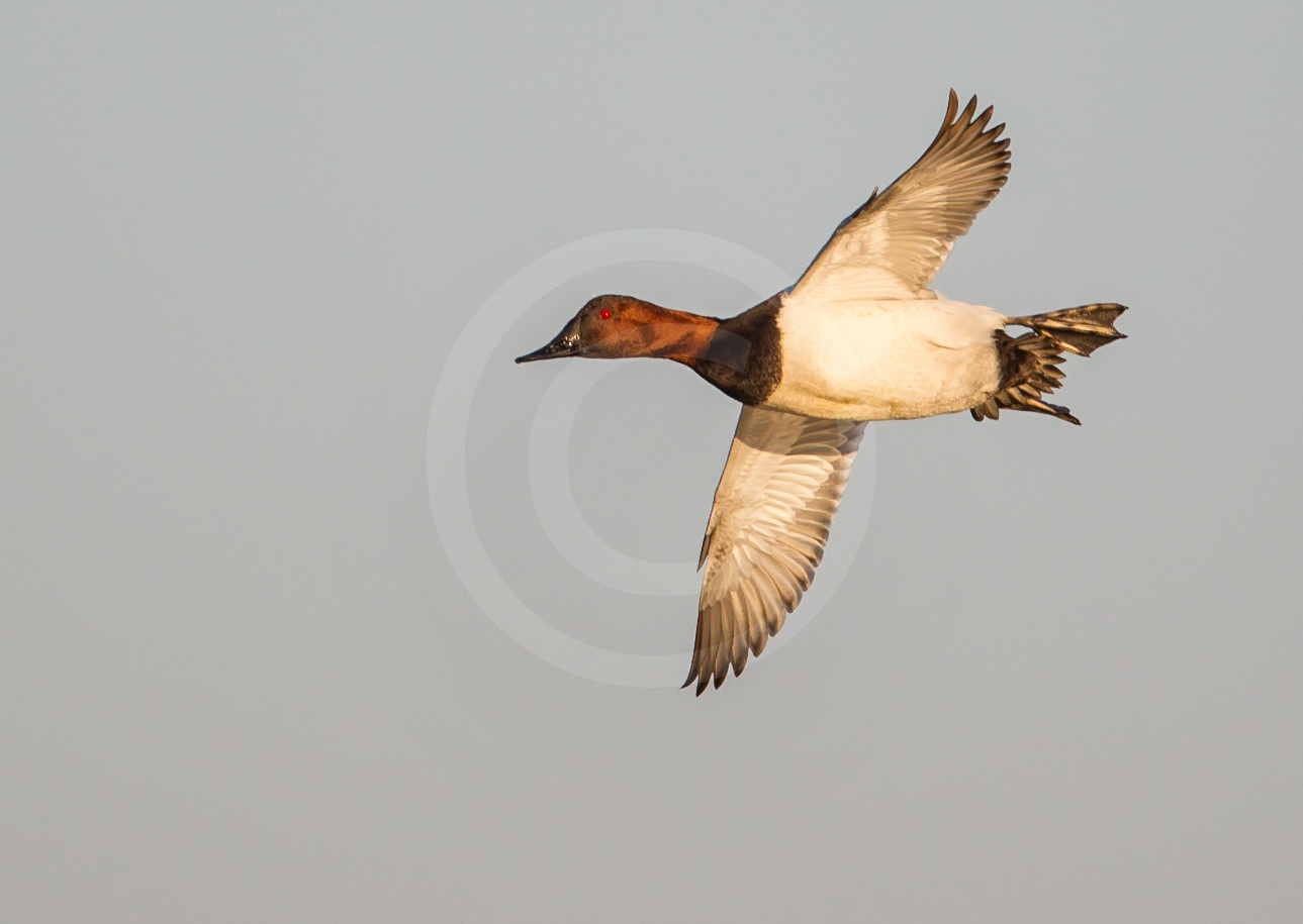 Canvasback