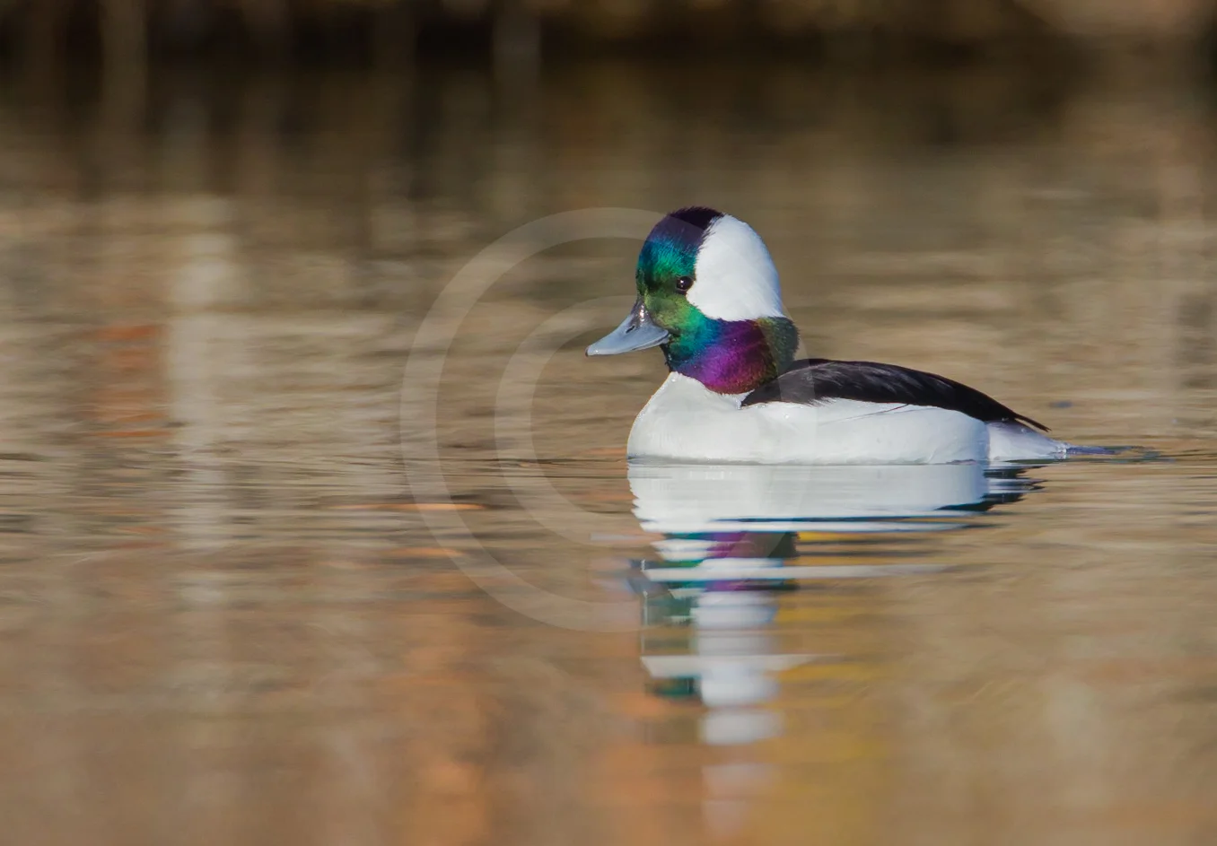 Bufflehead