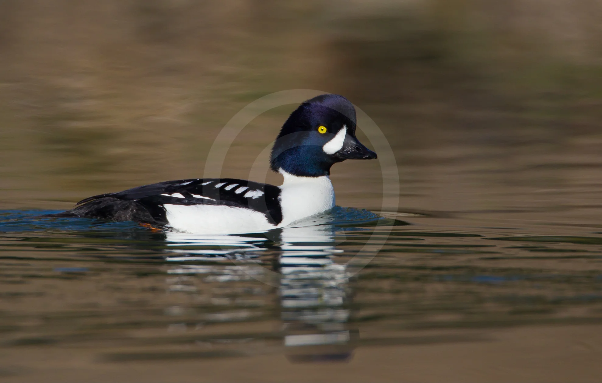 Barrow's Goldeneye