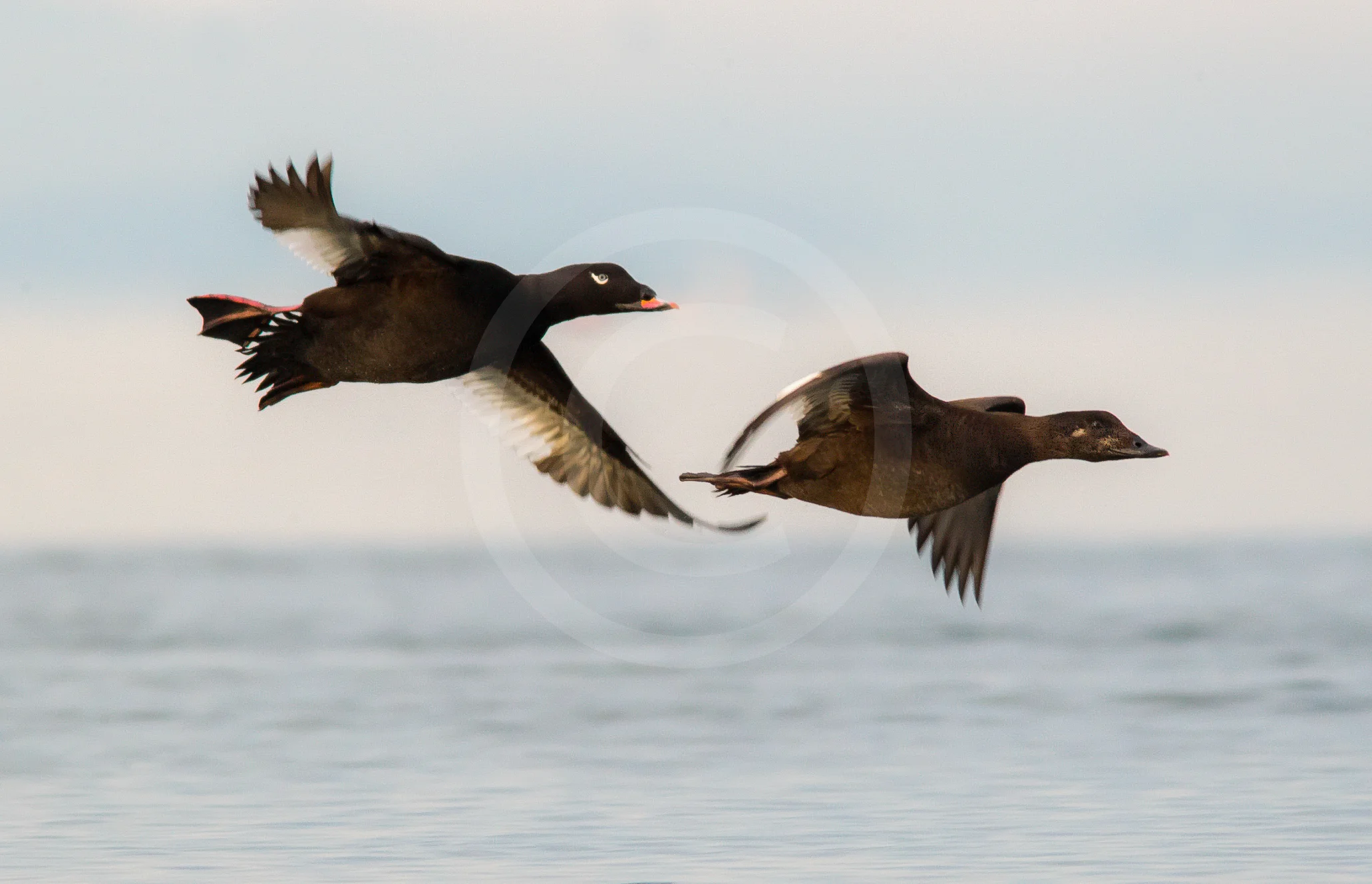 White-winged Scoter