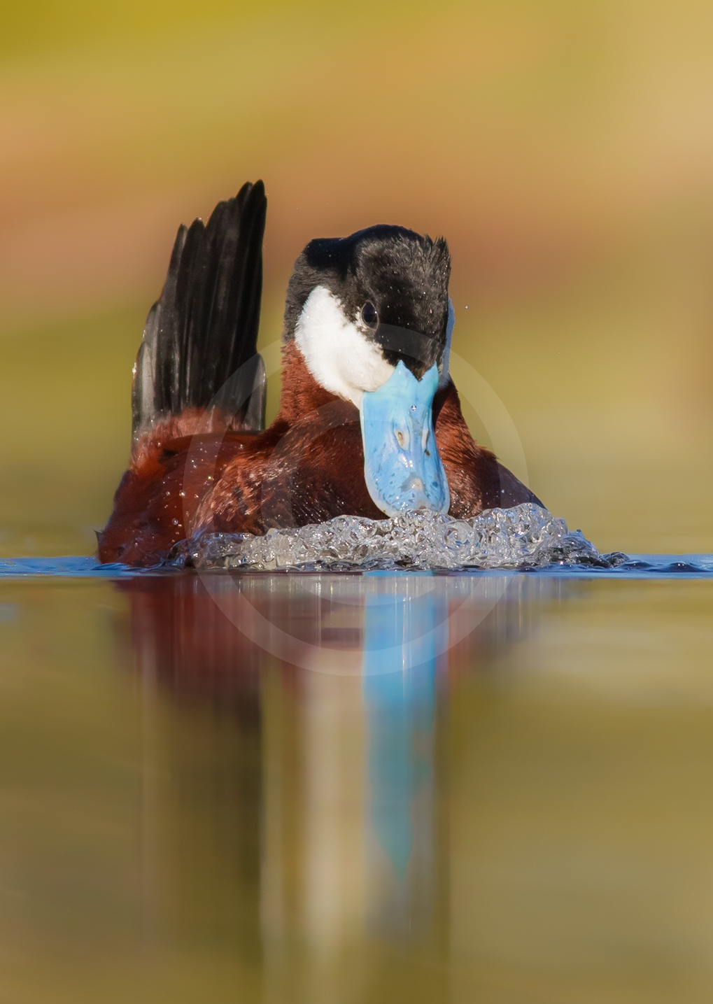 Ruddy Duck