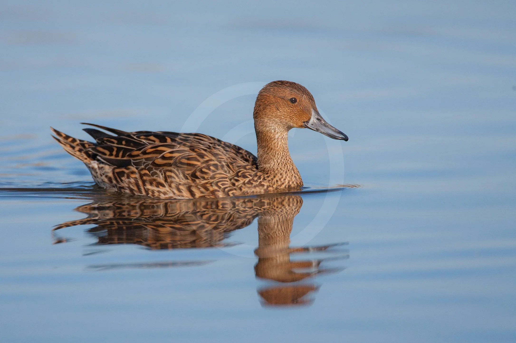 Northern Pintail