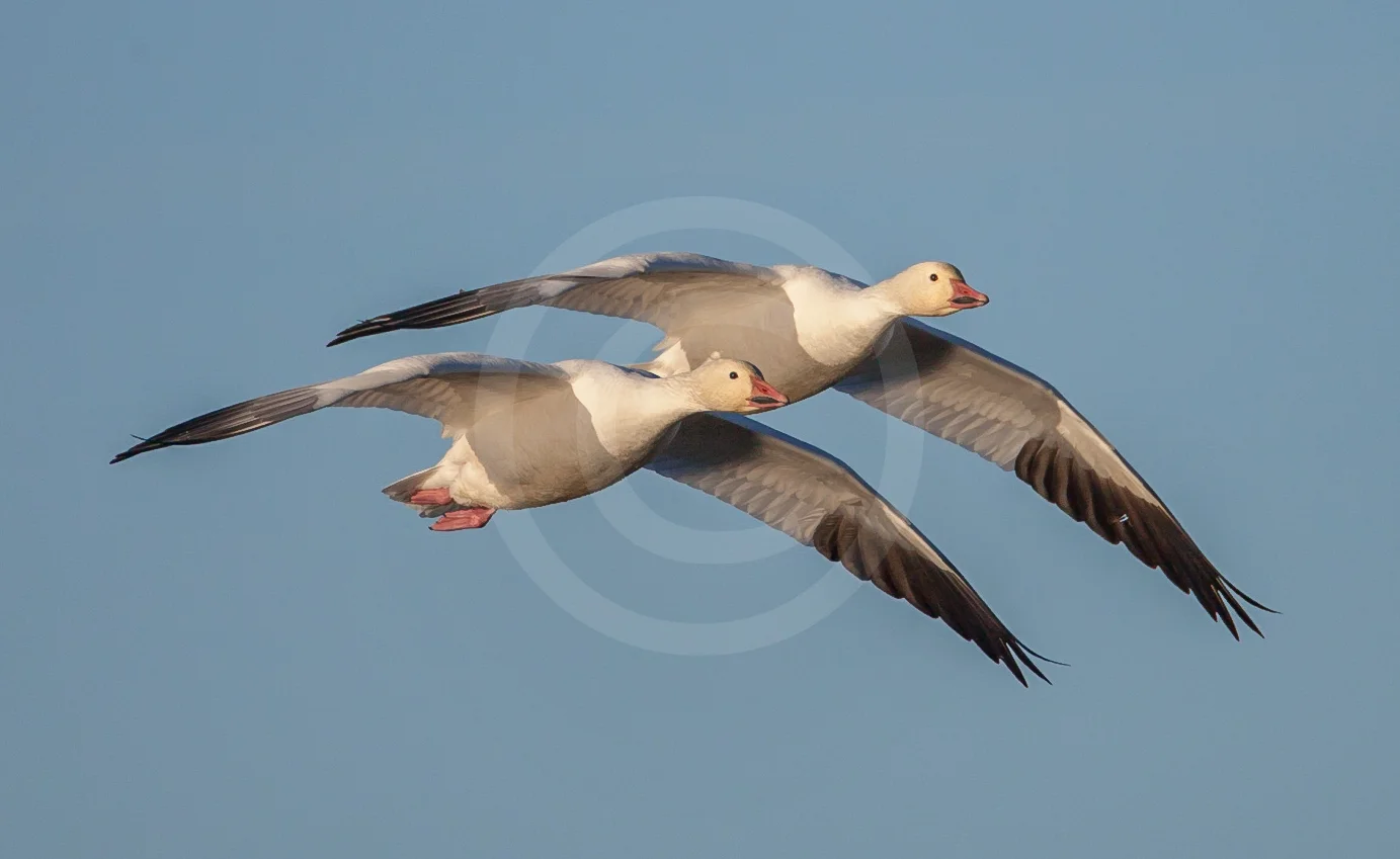 Snow Goose