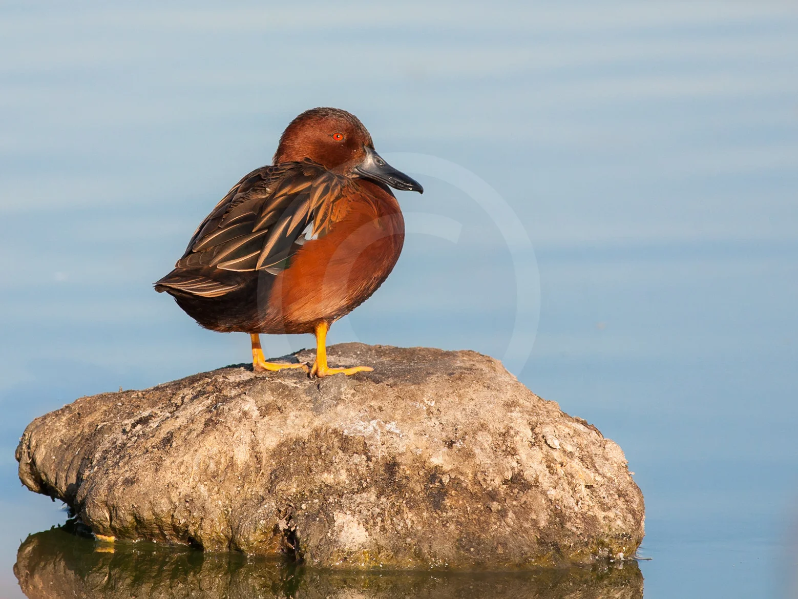 Cinnamon Teal