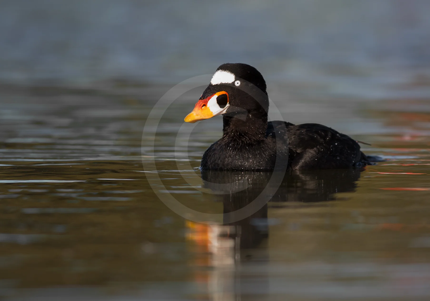 Surf Scoter