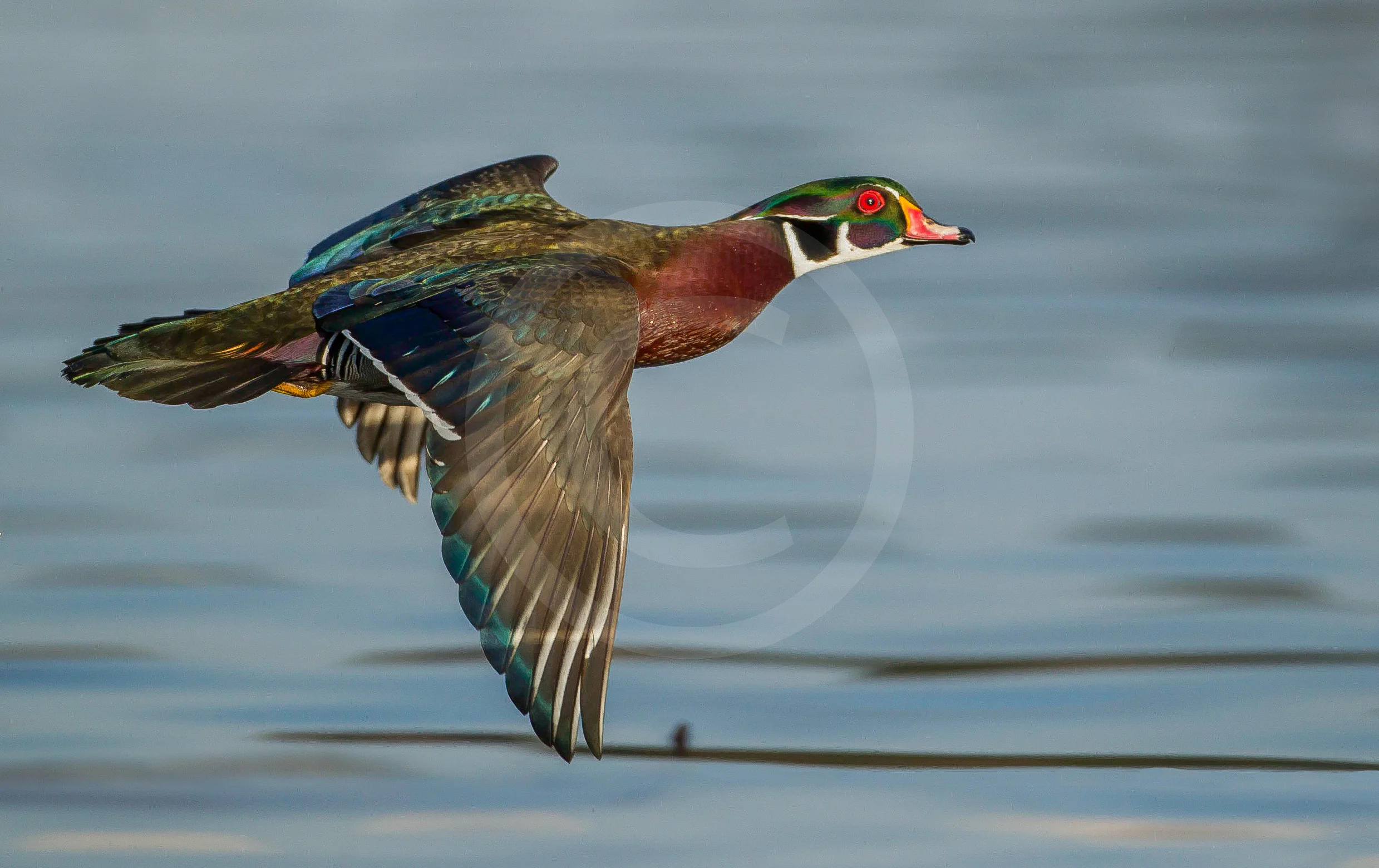 Wood Duck